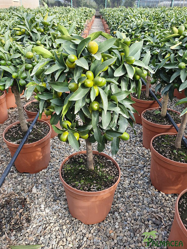 AG 232 Citrus kumquat 7L cespuglio
