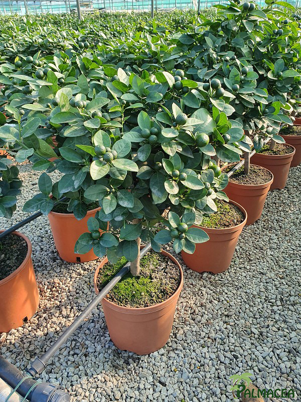 AG 236 Citrus mitis 7L cespuglio