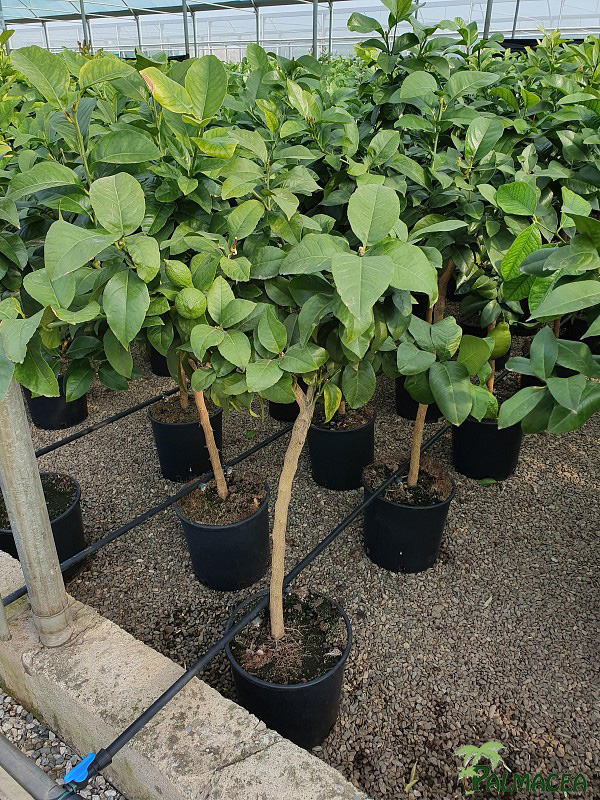 AG 249 Citrus limon 9L 1/2 tige