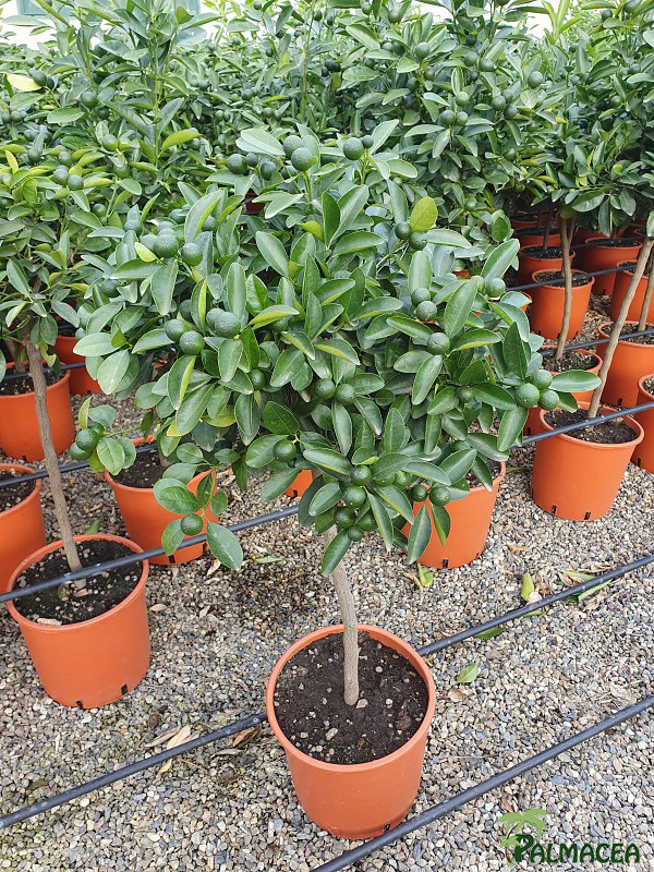 AG 251 Citrus mitis 9L 1/2 tige