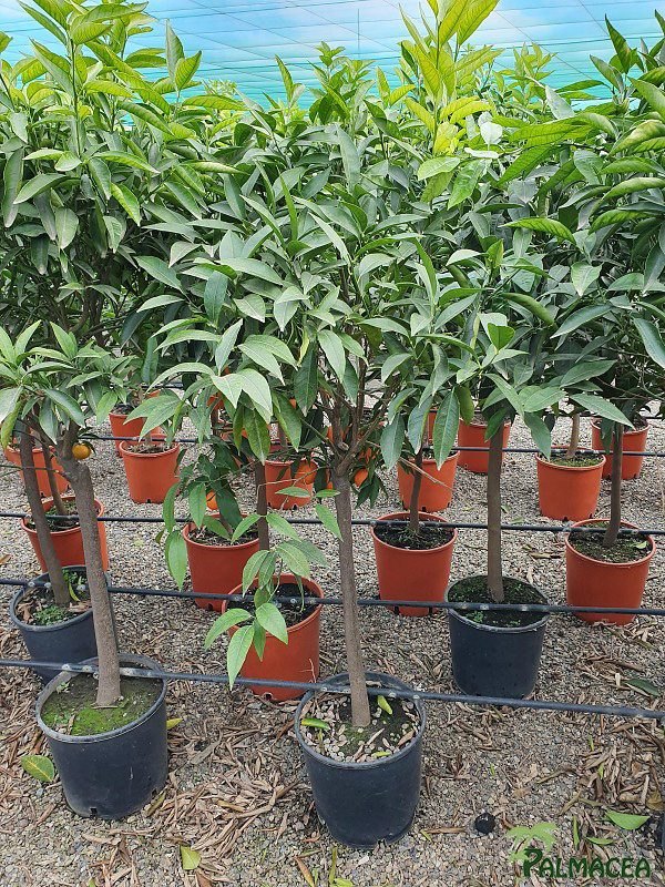 AG 255 Citrus clementine 12L 1/2 tige