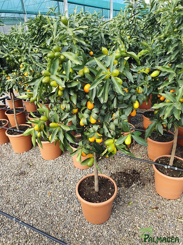 AG 256 Citrus kumquat 12L 1/2 tige