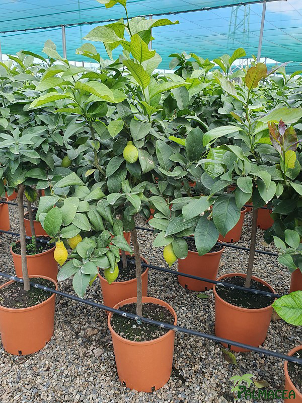 AG 257 Citrus limon 12L 1/2 tige