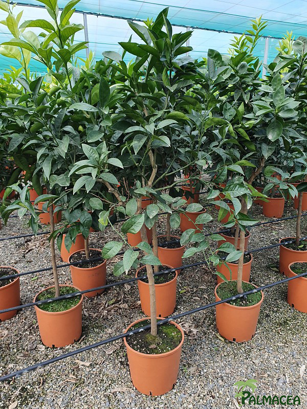 AG 261 Citrus sinensis 12L 1/2 tige