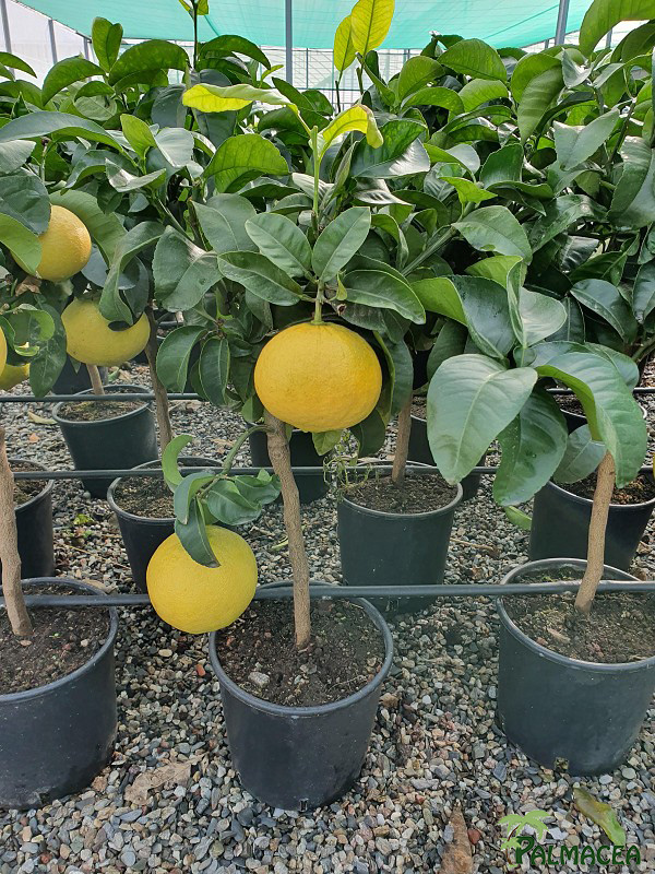 AG 2659 Citrus pomelo 5L cespuglio
