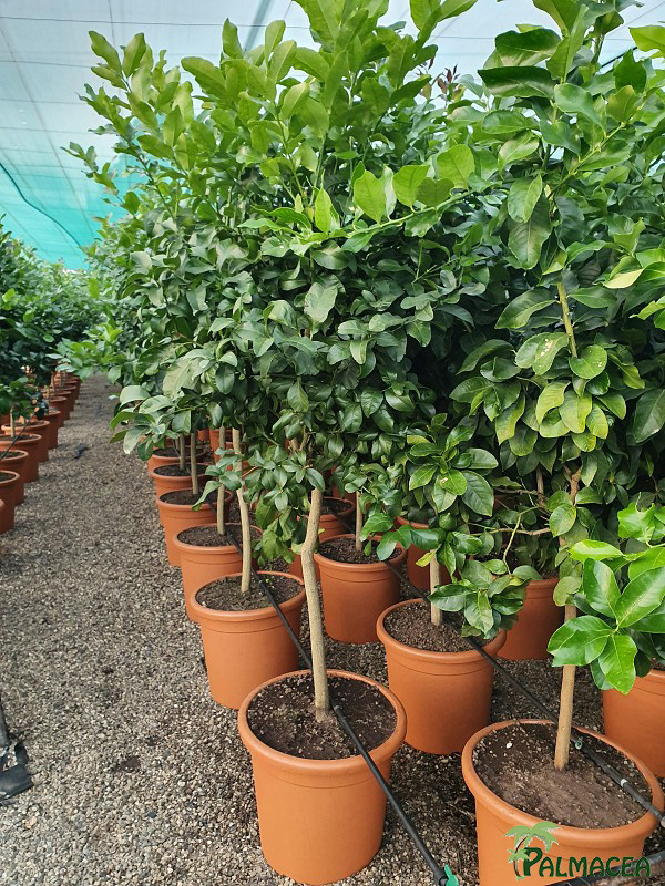 AG 2660 Citrus limon 40L 1/2 tige
