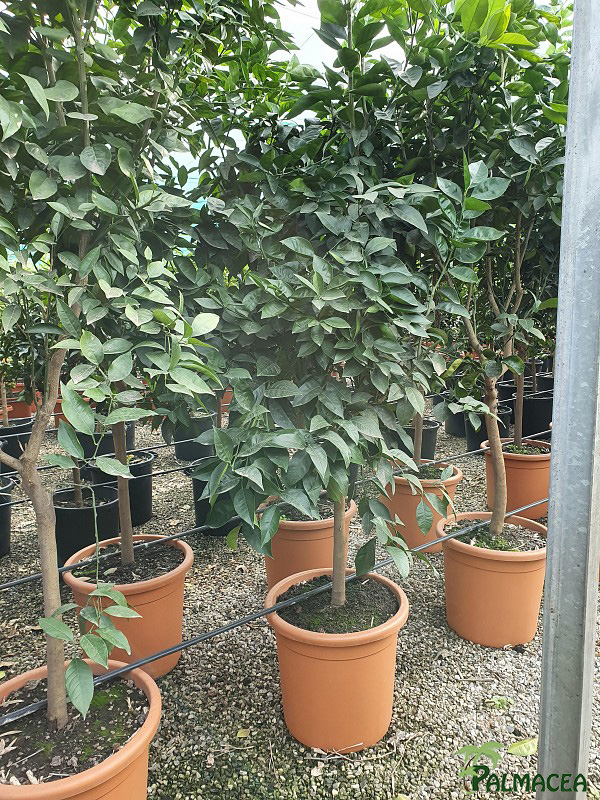 AG 2661 Citrus sinensis 40L 1/2 tige
