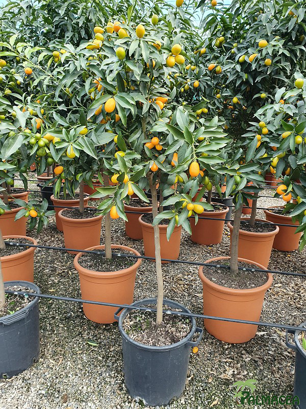 AG 267 Citrus kumquat 30L 1/2 tige