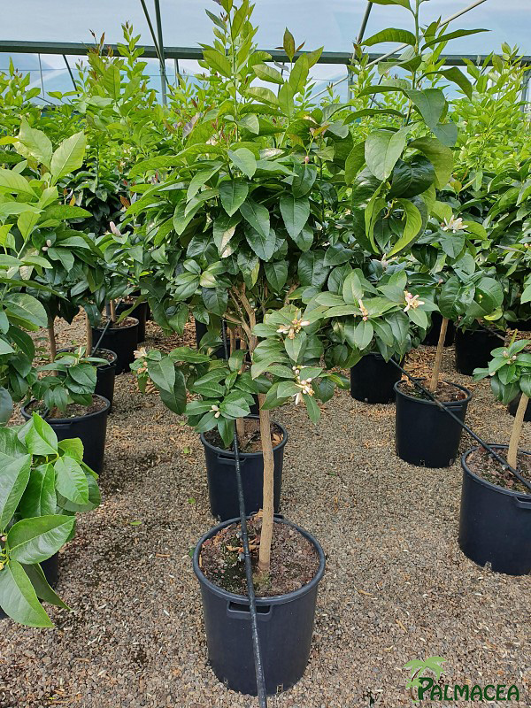 AG 268 Citrus limon 30L 1/2 tige