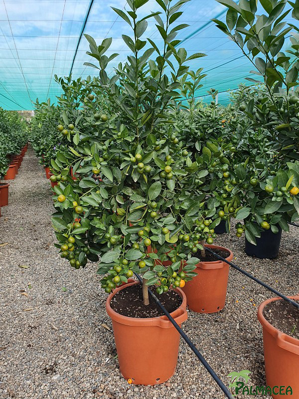 AG 270 Citrus mitis 30L 1/2 tige