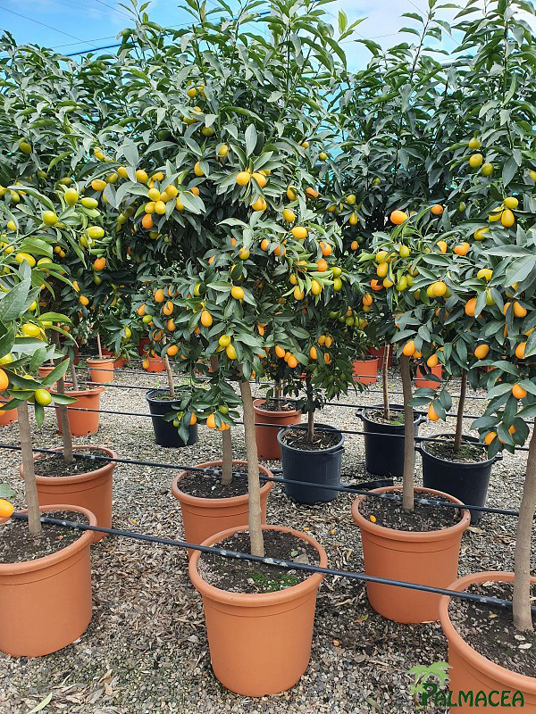 AG 2952 Citrus kumquat 40L 1/2 tige
