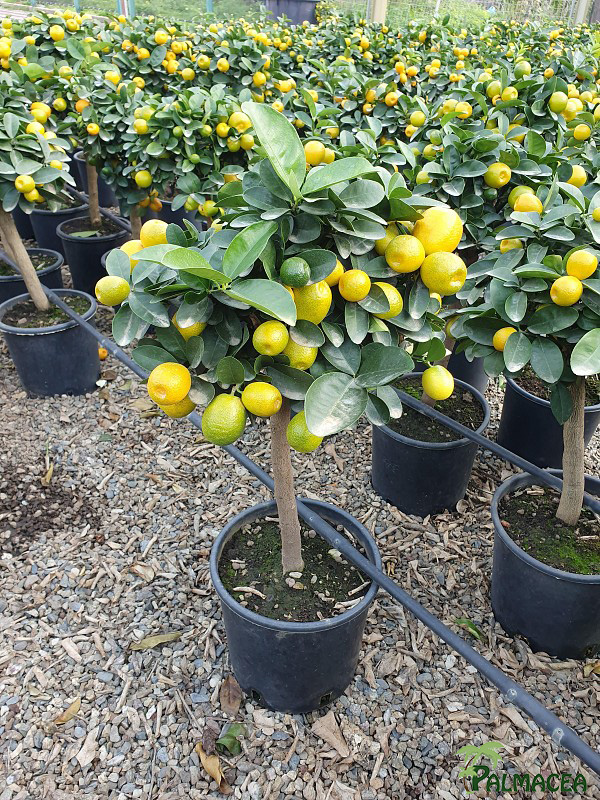 AG 3924 Citrus kumquat obovata 5L cespuglio