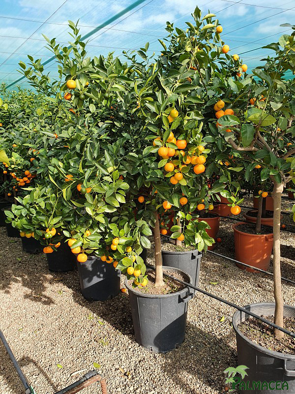 AG 3946 Citrus mitis 40L 1/2 tige