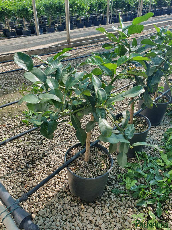 AG 4649 Citrus combava hystrix 5L cespuglio