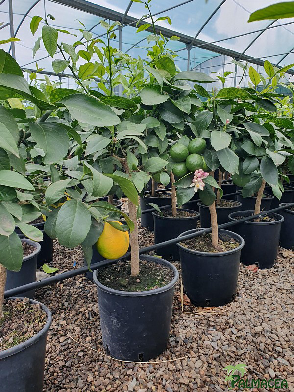 AG 4651 Citrus limon Meyer 5L cespuglio