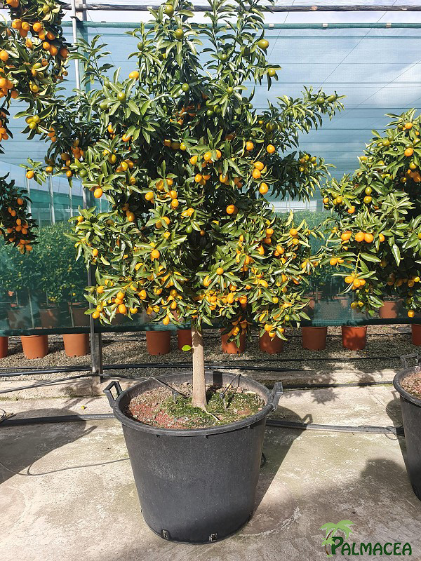 AG 4669 Citrus kumquat 80L 1/2 tige