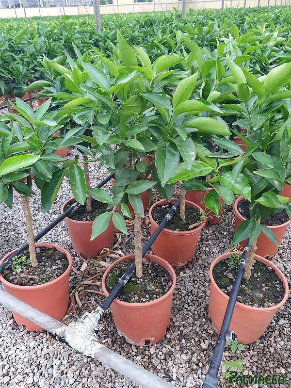 AG 4673 Citrus clémentine 3L cespuglio