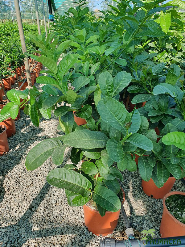 AG 4677 Citrus main de bouddha 3L cespuglio