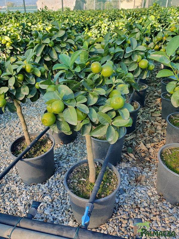 AG 5688 Citrus kumquat obovata 3L cespuglio