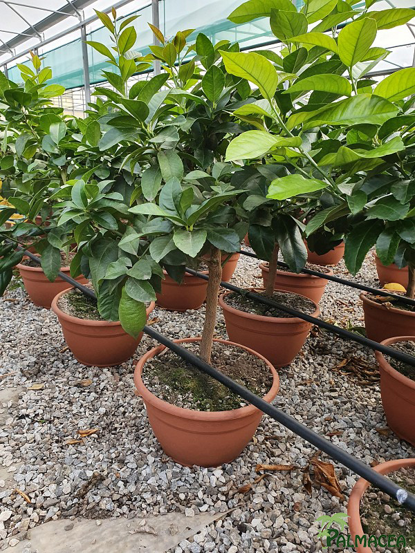 AG 6369 Citrus limon coupe bonsai