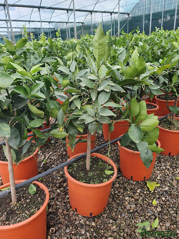 AG 8074 Citrus yuzu 5L cespuglio