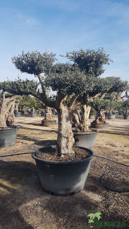 BL 8896 Olea europaea 500L Provincial nuage 80/100P