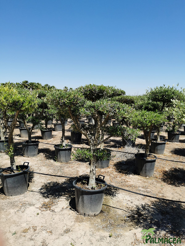 BL 8813 Olea europaea 45/55L multi ramas nuage