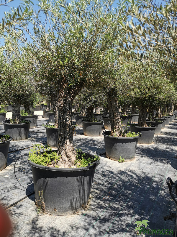 BL 8816 Olea europaea CTR bonsai 40/60P