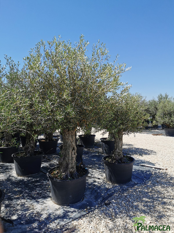 BL 8878 Olea europaea CTR bonsai 60/80P