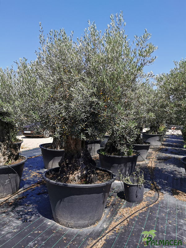 BL 8881 Olea europaea CTR_bonsai 100/120P