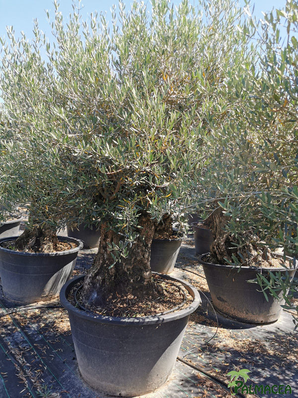 BL 8882 Olea europaea CTR bonsai 120/140P