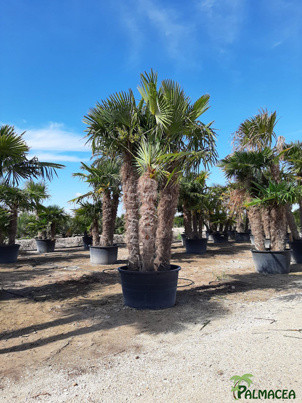 JP 7978 Trachycarpus fortunei CTR cepee 3 stipes