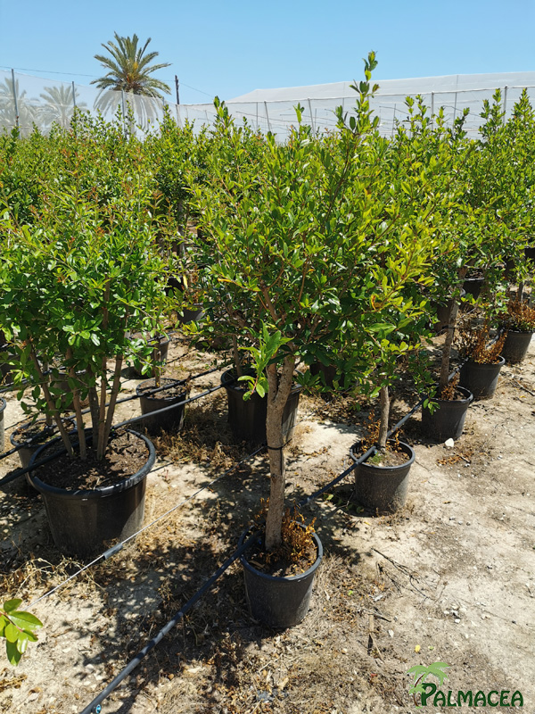 VV 7690 Punica granatum 10/12L 1/4 tige