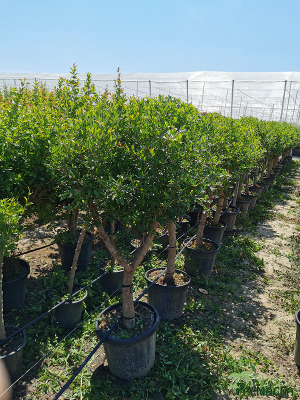 VV 7691 Punica granatum 15/25L 1/4-tige