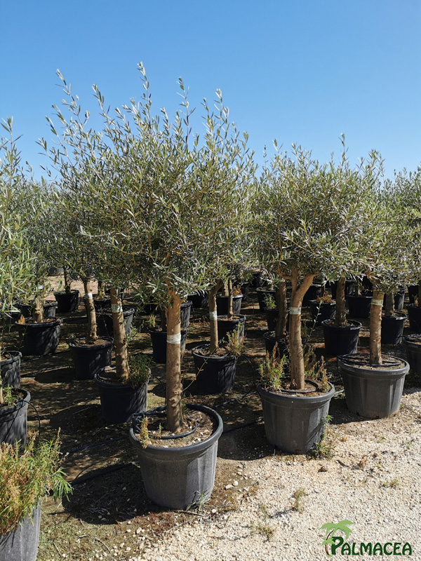 VV 8391 Olea europaea 80/90L provincial ecorce lisse Piel joven ramificado 25/35P