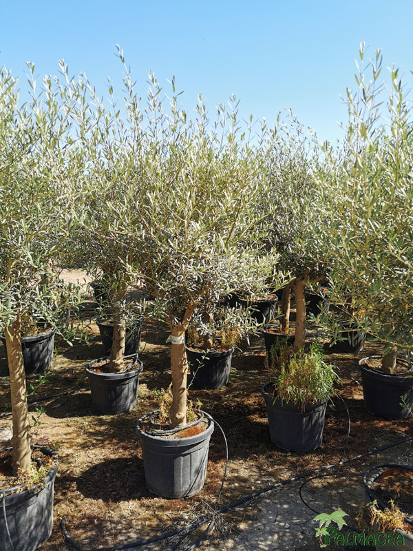 VV 8392 Olea europaea 55L provincial ecorce lisse Piel joven ramificado 20/25P