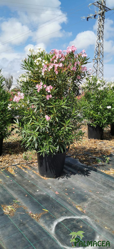 VS 7364 Nerium oleander rose simple 110L touffe