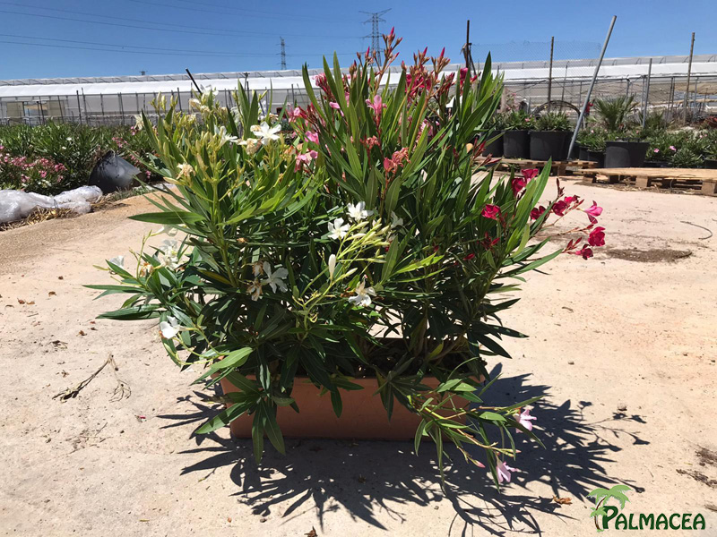 VS 8018 Nerium oleander Arlequin blanc rose rouge simple jardiniere 50cm