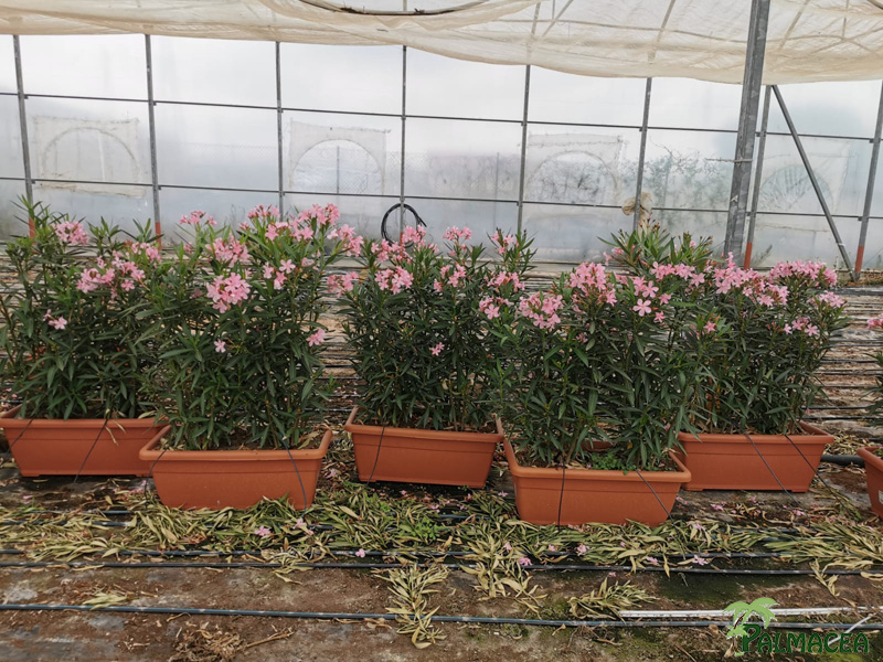VS 8755 Nerium oleander rose simple jardiniere 80 cm