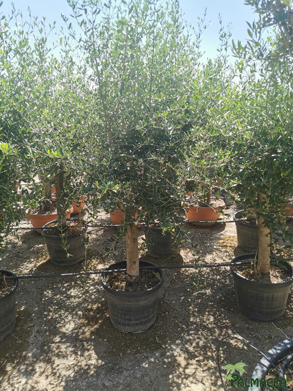 VV 8307-8309 Olea europaea 35L tige tronc 50/60 12/20P