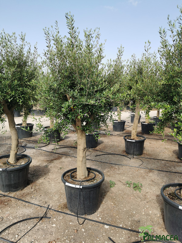 VV 8423 Olea europaea 110L provincial ecorce lisse Piel joven ramificado 35/40P