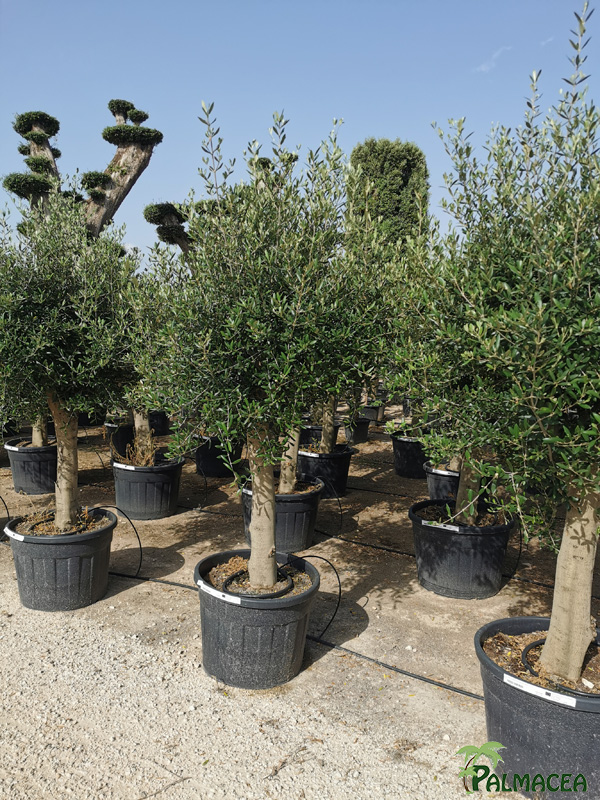 VV 8424 Olea europaea 130L provincial ecorce lisse Piel joven ramificado 40/50P