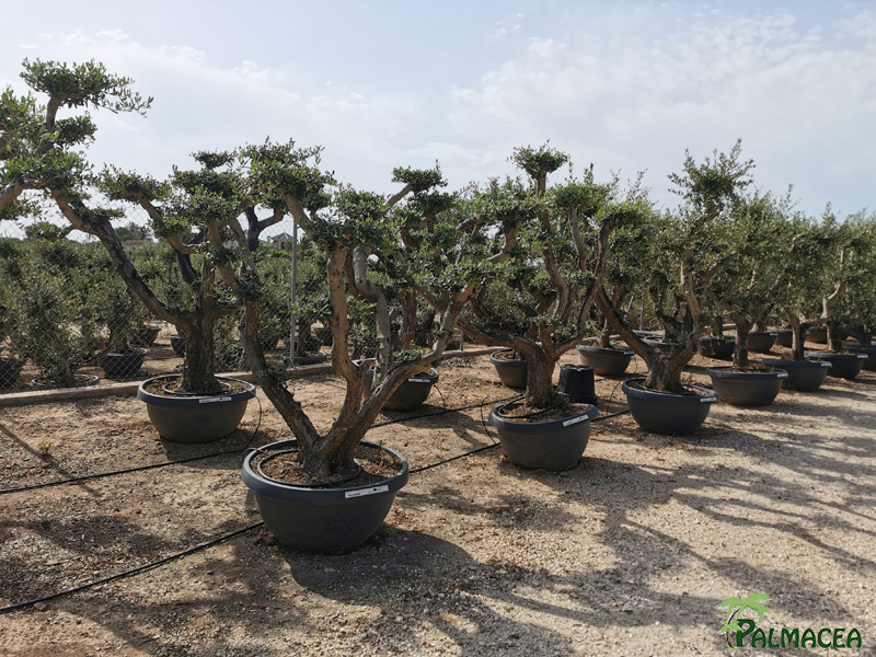 VV 8990 Olea europaea coupe bonsai grise D90 Aragon nuage