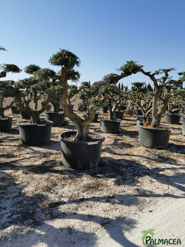 VV 9000 Olea europaea 500L Aragon nuage