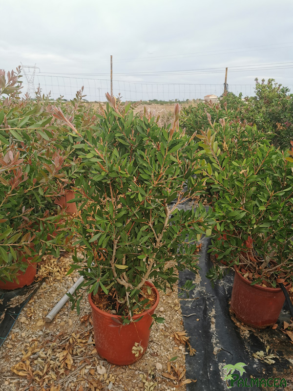 MA 7413 Callistemon Pink Pearl 10L