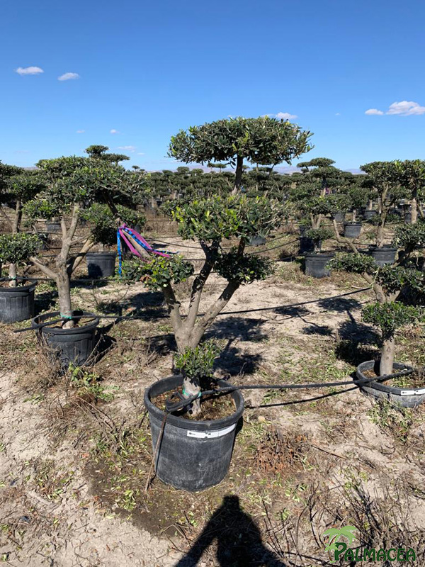 BL 8813 Olea europaea 45/55L multi-ramas nuage