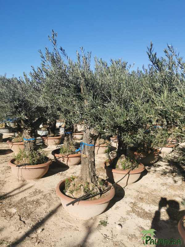 GV 8699 Olea europaea coupe-bonsai-terra-cotta-D90 Lechin 60/70P
