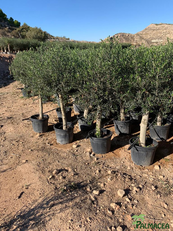 GV 8700 Olea europaea 45L provincial ecorce lisse 20/30P