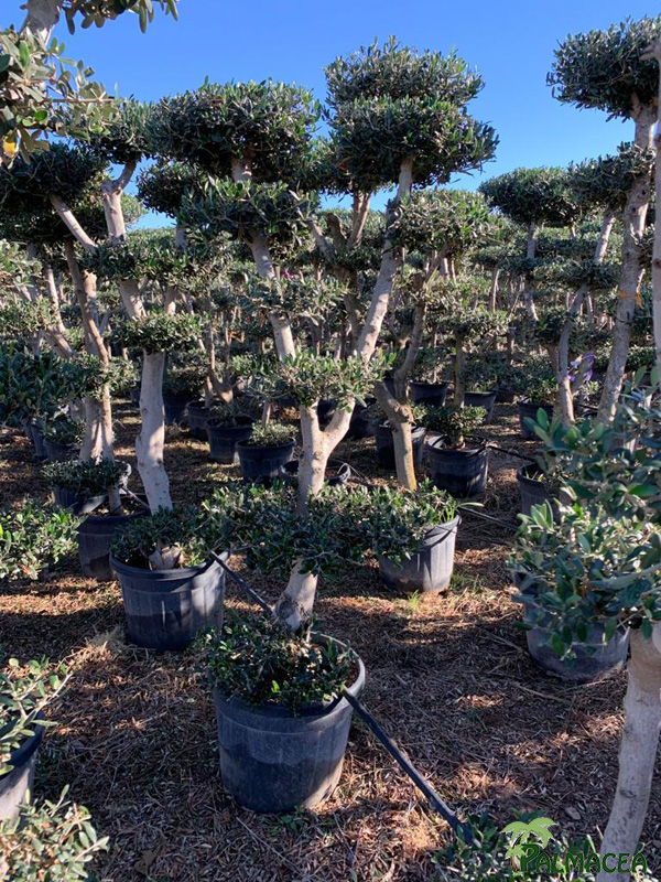 GV 8702 Olea europaea 45L multi-ramas 100/125