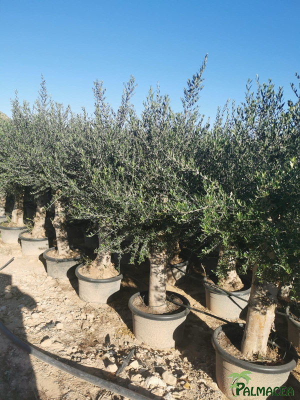 GV 9182 Olea europaea 110/130L provincial-ecorce-lisse 50/70P